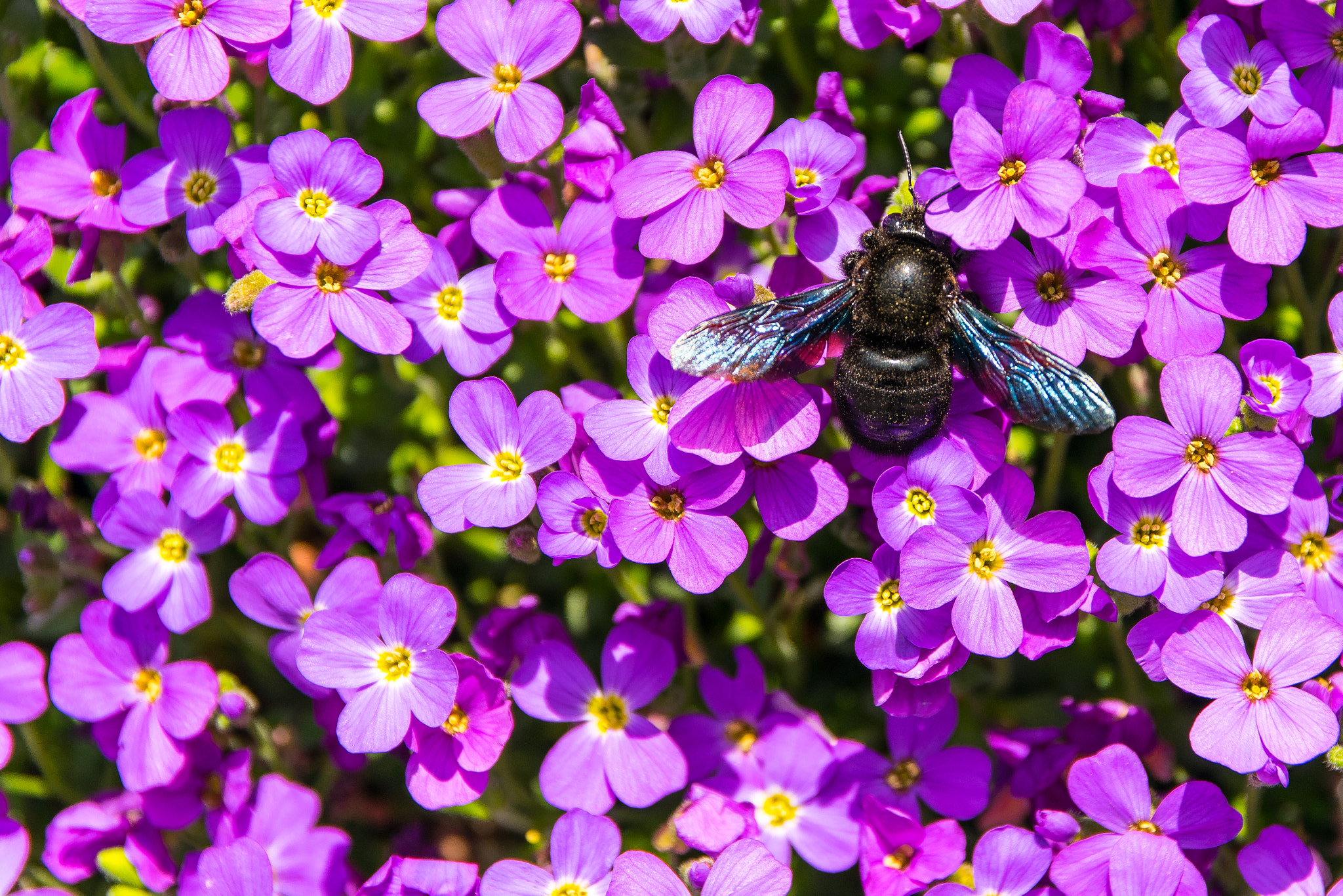 Sigma 17-70mm F2.8-4 DC Macro OS HSM | C sample photo. Lunch photography