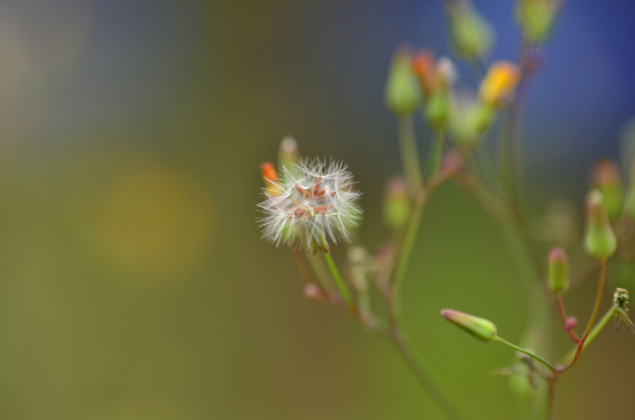 Manual Lens No CPU sample photo. Hoa dại photography