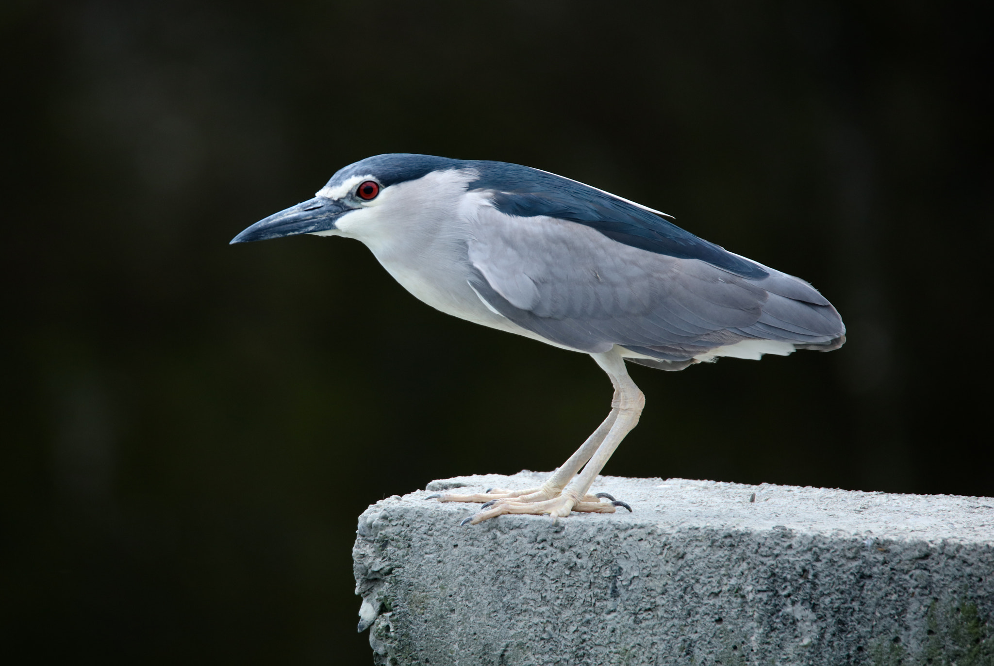 Tamron SP 150-600mm F5-6.3 Di VC USD sample photo. Night heron photography