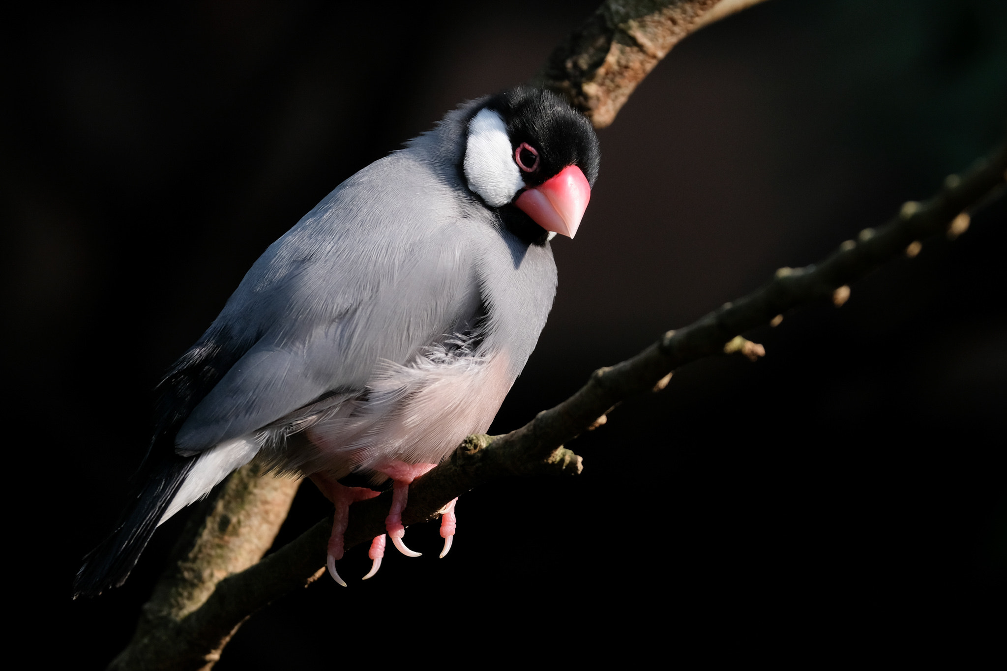 Fujifilm X-Pro2 + XF50-140mmF2.8 R LM OIS WR + 1.4x sample photo. Java sparrow photography