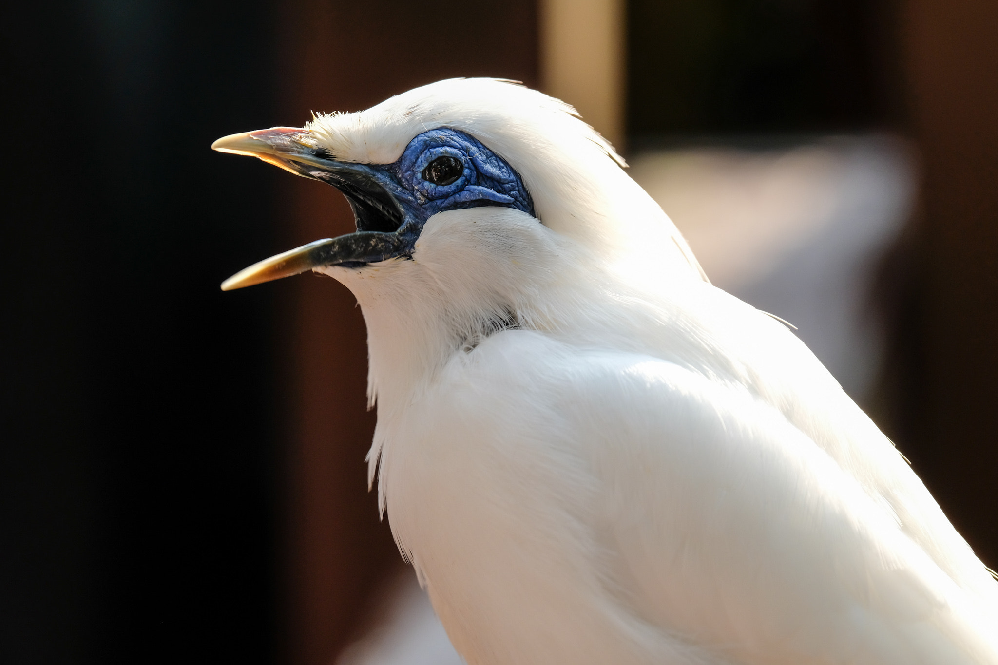 Fujifilm X-Pro2 + XF50-140mmF2.8 R LM OIS WR + 1.4x sample photo. Bali myna photography