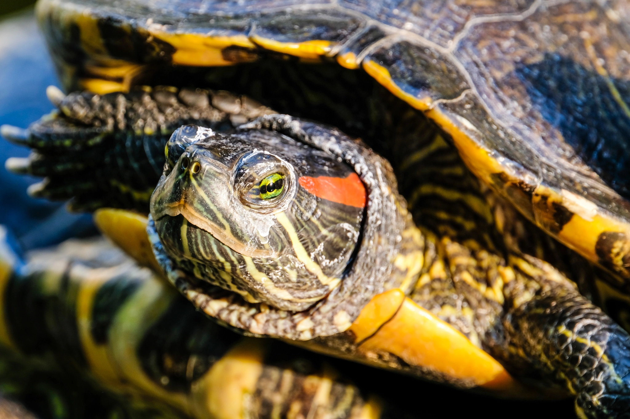 XF100-400mmF4.5-5.6 R LM OIS WR + 1.4x sample photo. Monster turtle photography