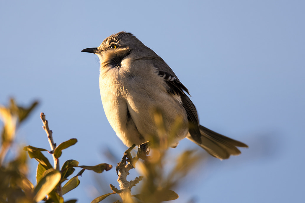 Sigma 24-60mm F2.8 EX DG sample photo. Northern mockingbird photography