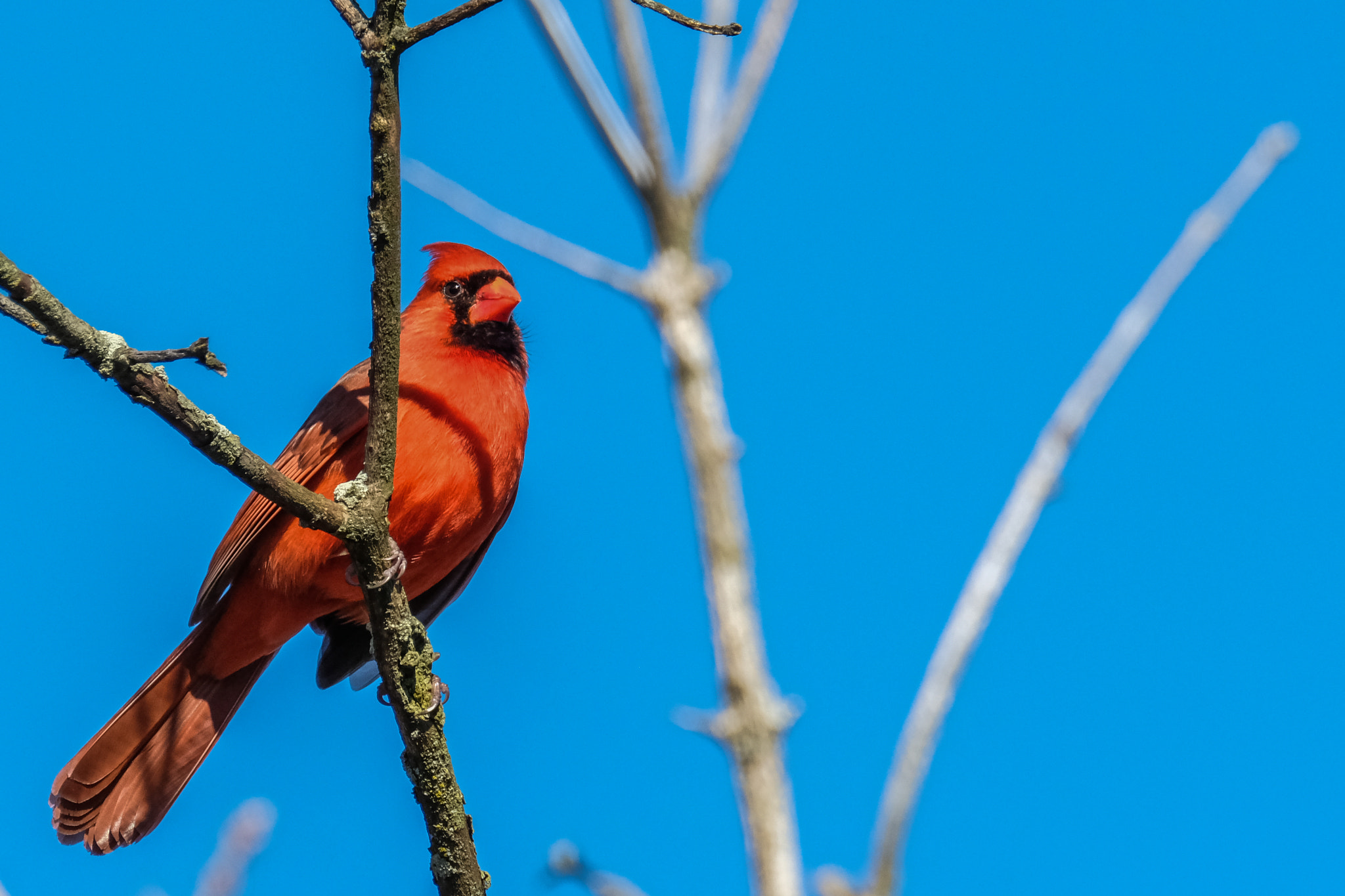 Fujifilm X-Pro2 + XF100-400mmF4.5-5.6 R LM OIS WR + 1.4x sample photo. Cardinal photography