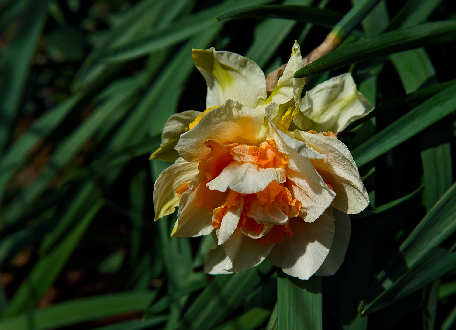 24-105mm F4 G SSM OSS sample photo. Replete daff photography