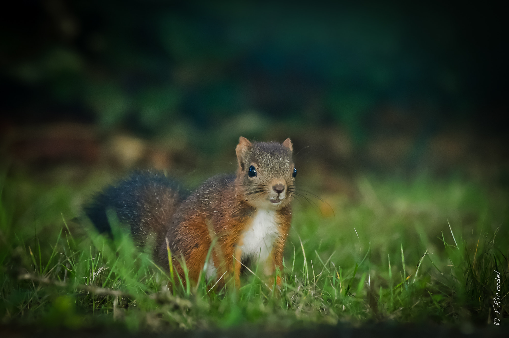Sigma 120-400mm F4.5-5.6 DG OS HSM sample photo. Sciurus vulgaris - la relève photography