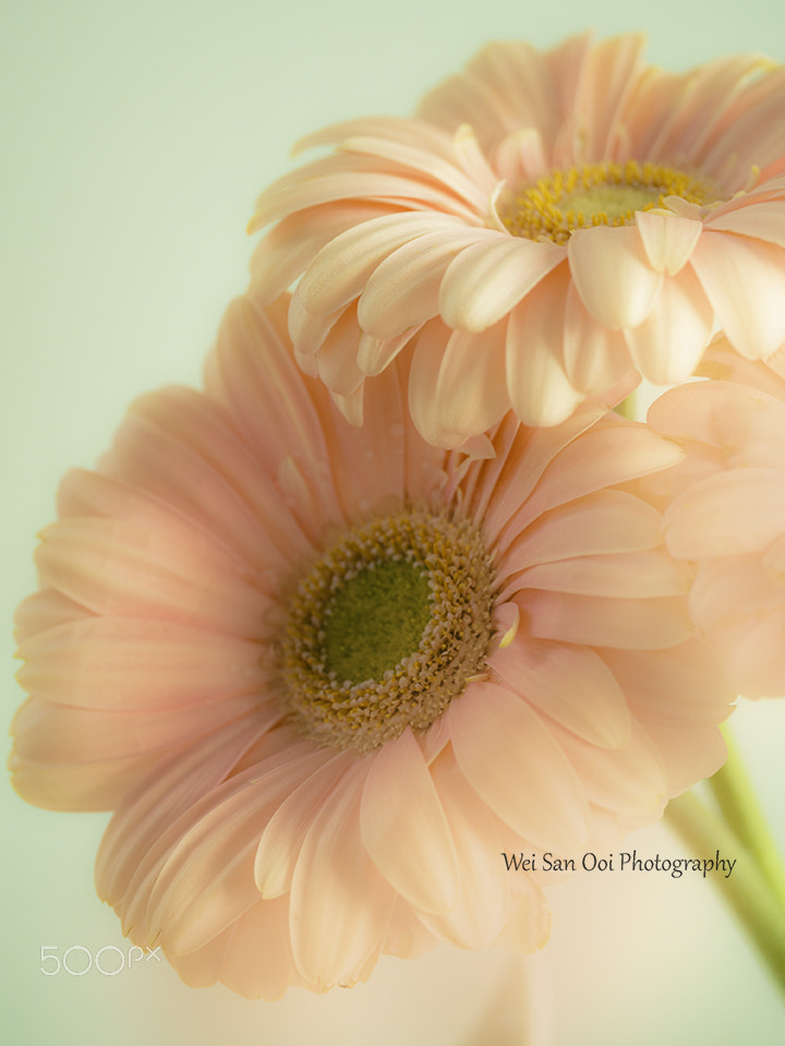 Panasonic Leica DG Macro-Elmarit 45mm F2.8 ASPH OIS sample photo. Gerbera daisy 05 photography