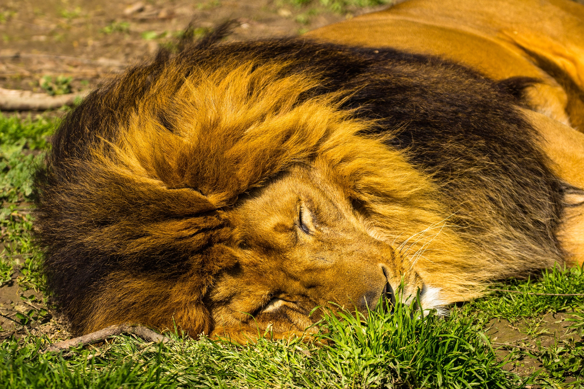 Canon EF 70-300mm F4-5.6L IS USM sample photo. Nap photography