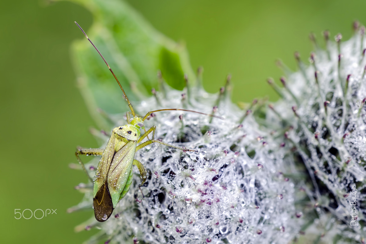 Sigma 150mm F2.8 EX DG OS Macro HSM sample photo. Dewy bug photography
