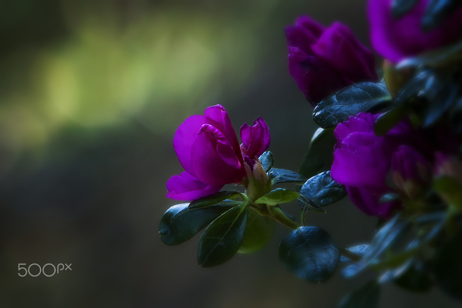 Canon EF 70-200mm F2.8L USM sample photo. Light photography