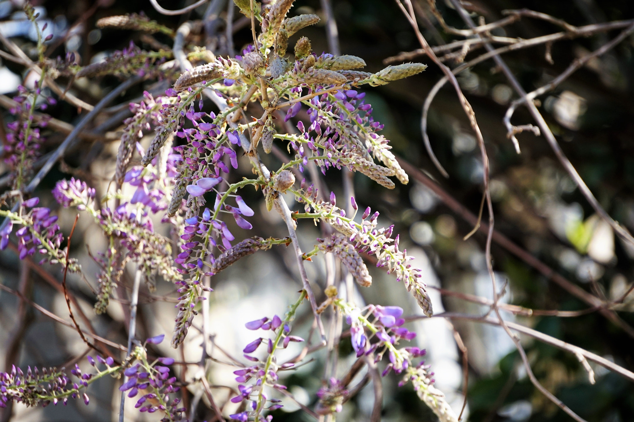 Sony E 55-210mm F4.5-6.3 OSS sample photo. Wisteria beauty photography