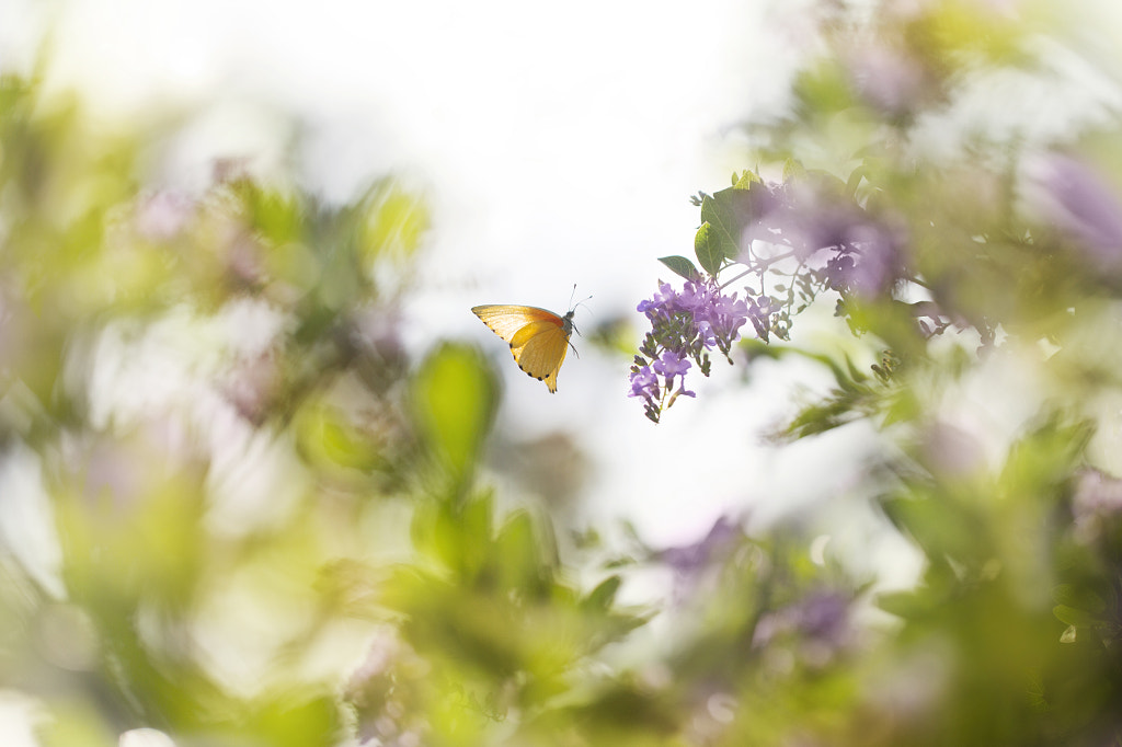Fly away by Lee Peiling on 500px.com