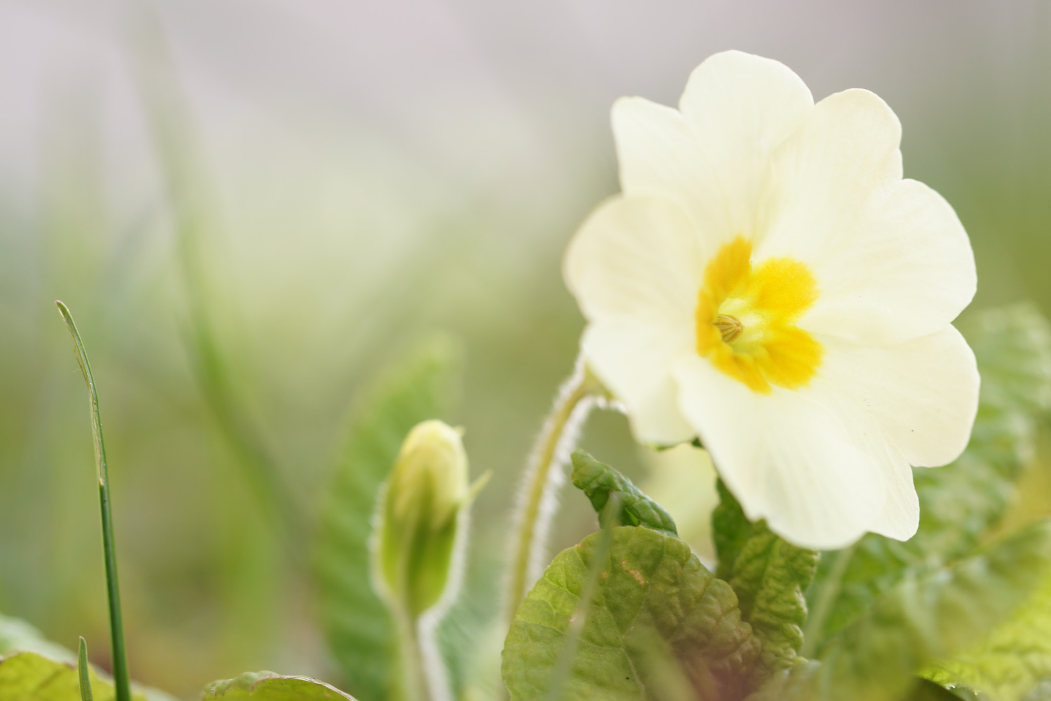 Sony ILCA-77M2 + 90mm F2.8 Macro SSM sample photo. Springtime photography