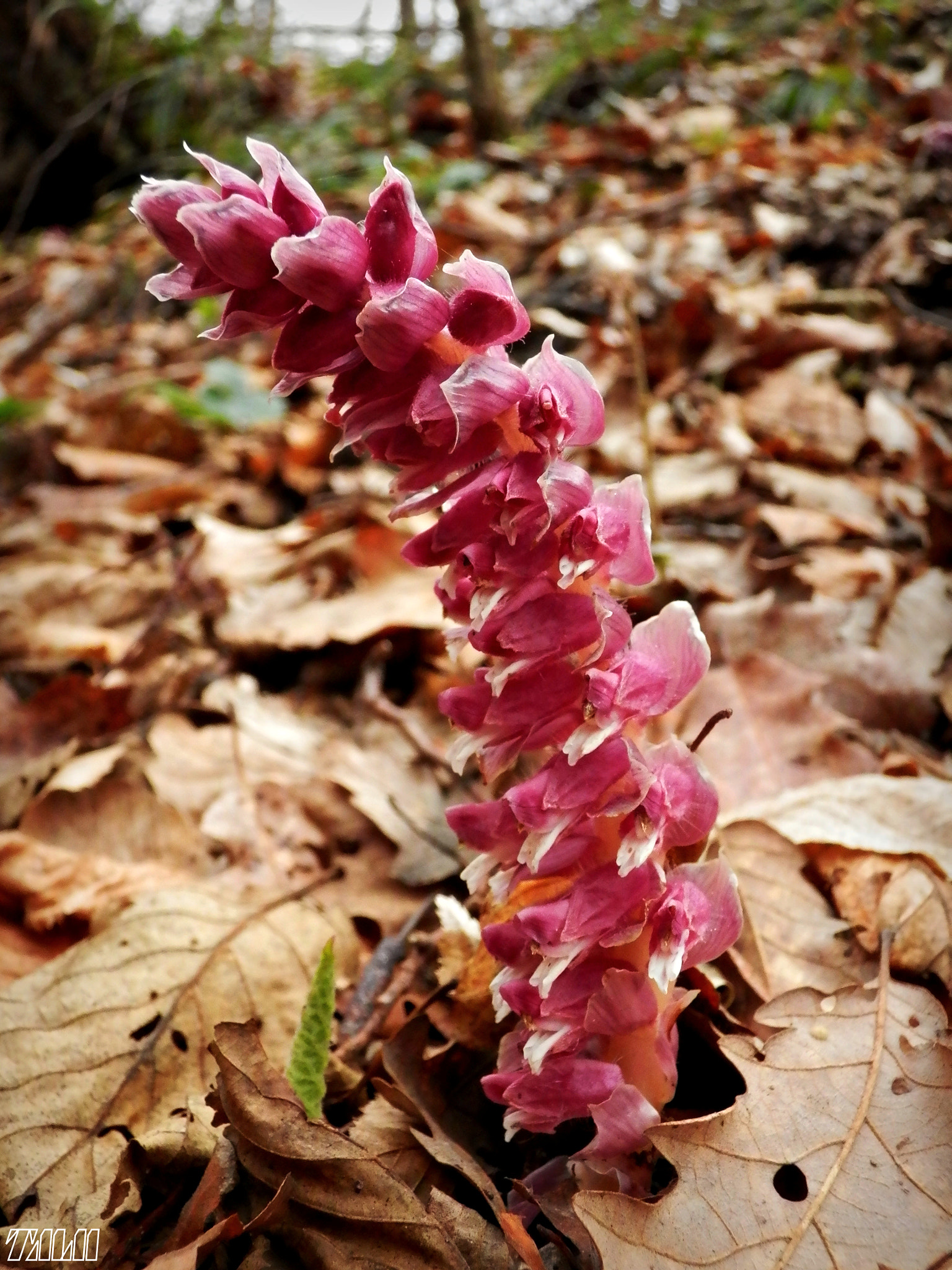 Olympus SH-21 sample photo. Lathraea (toothwort) photography
