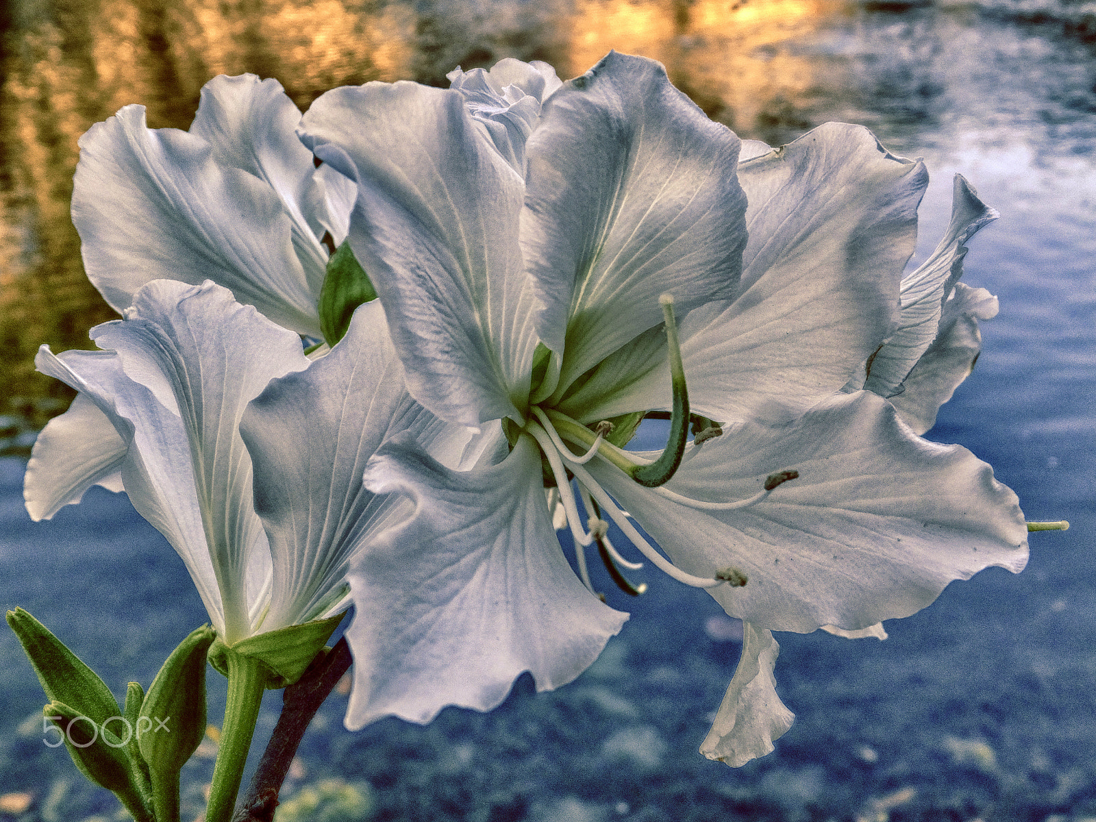 Fujifilm FinePix F850EXR sample photo. Flower- lily interpretation photography