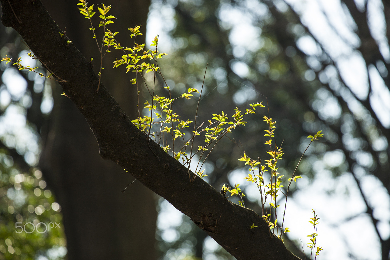 Canon EOS-1Ds Mark III sample photo. New growth photography