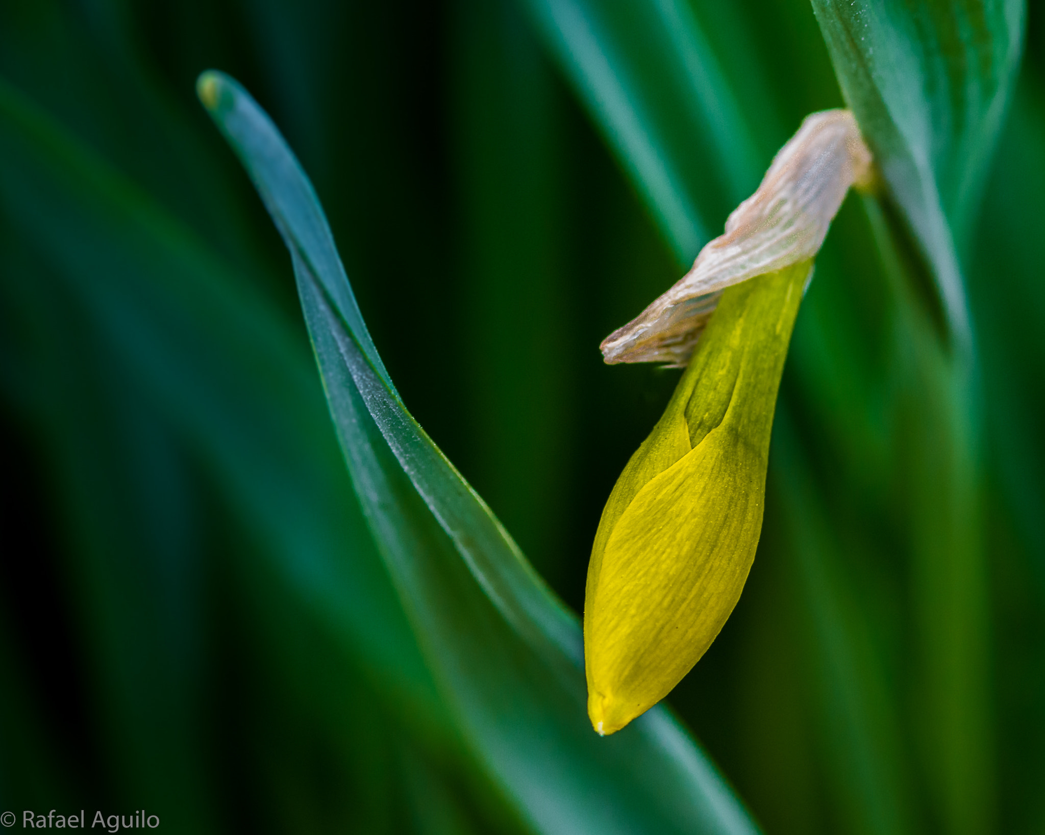 Nikon D7100 + AF Micro-Nikkor 105mm f/2.8 sample photo. One daffodil coming up... photography