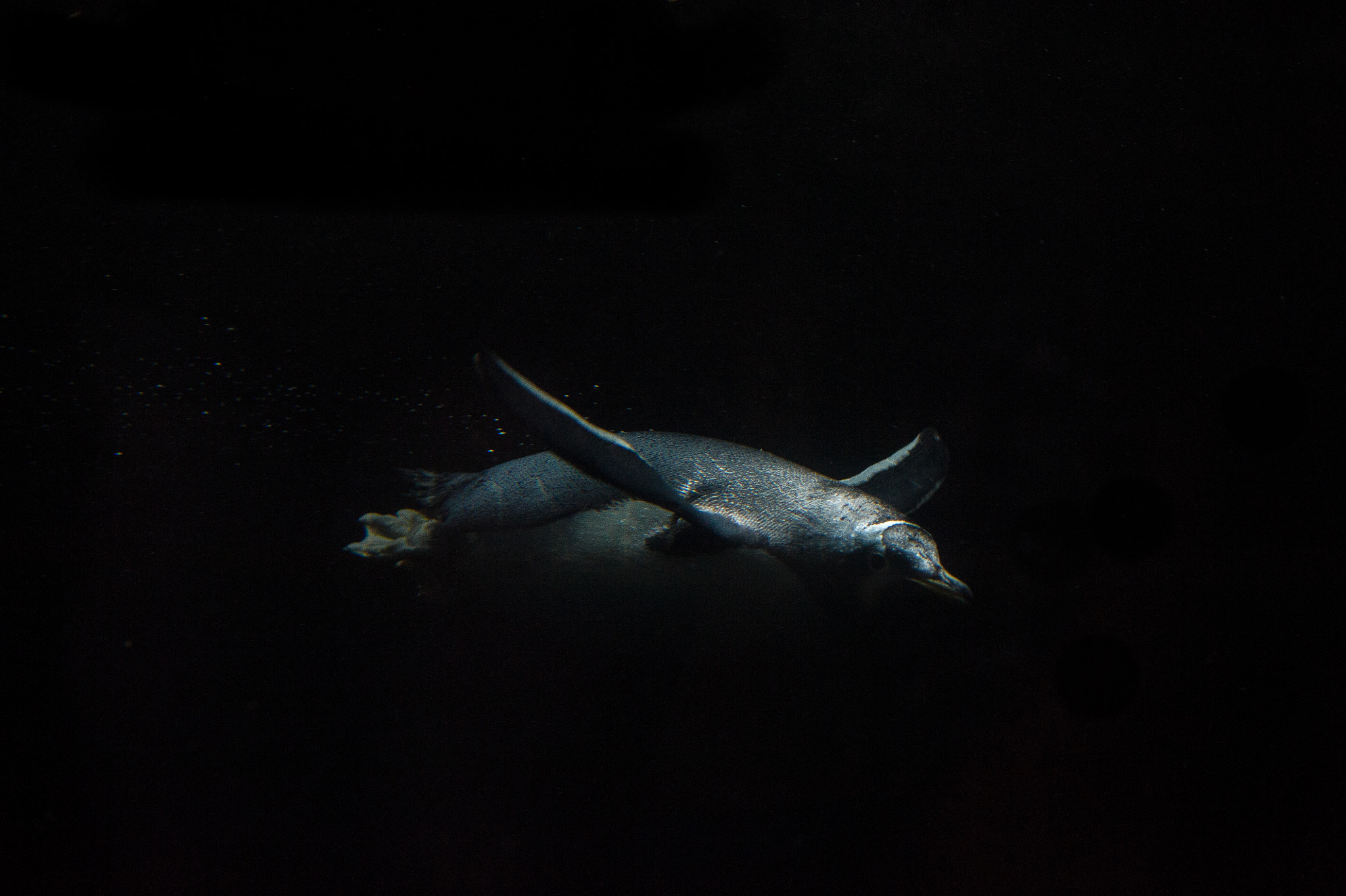 Sigma 70-200mm F2.8 EX DG OS HSM sample photo. Underwater light photography