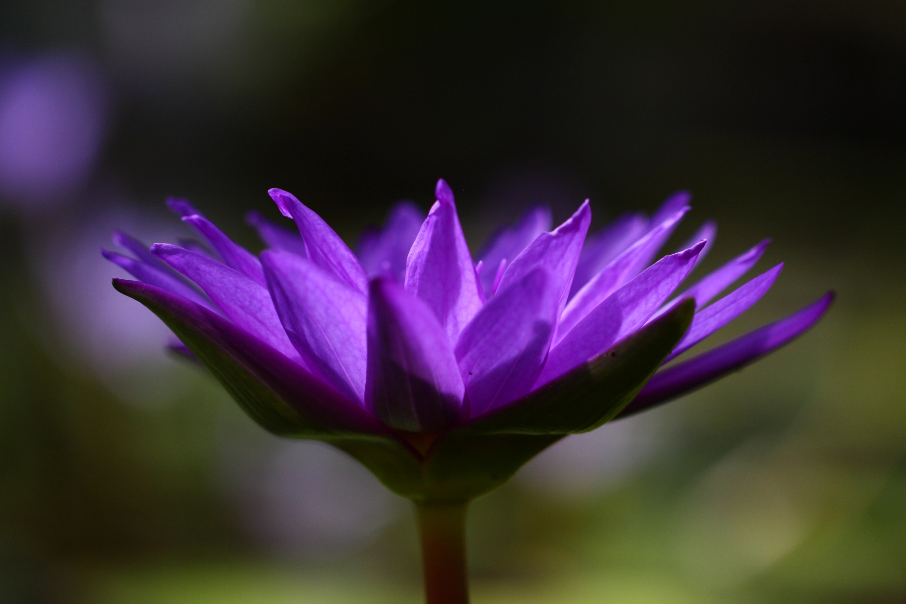 Canon EOS 40D + Canon EF 100mm F2.8L Macro IS USM sample photo. Water lily photography