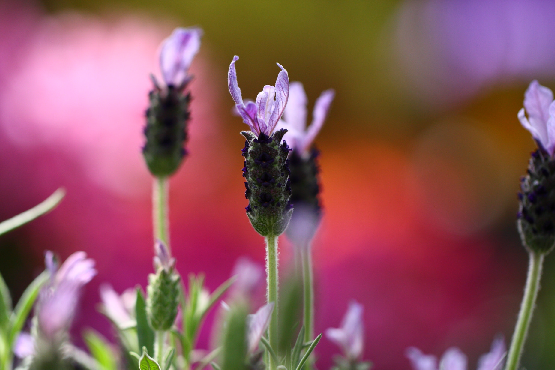 Canon EOS 40D + Canon EF 100mm F2.8L Macro IS USM sample photo. French lavender photography