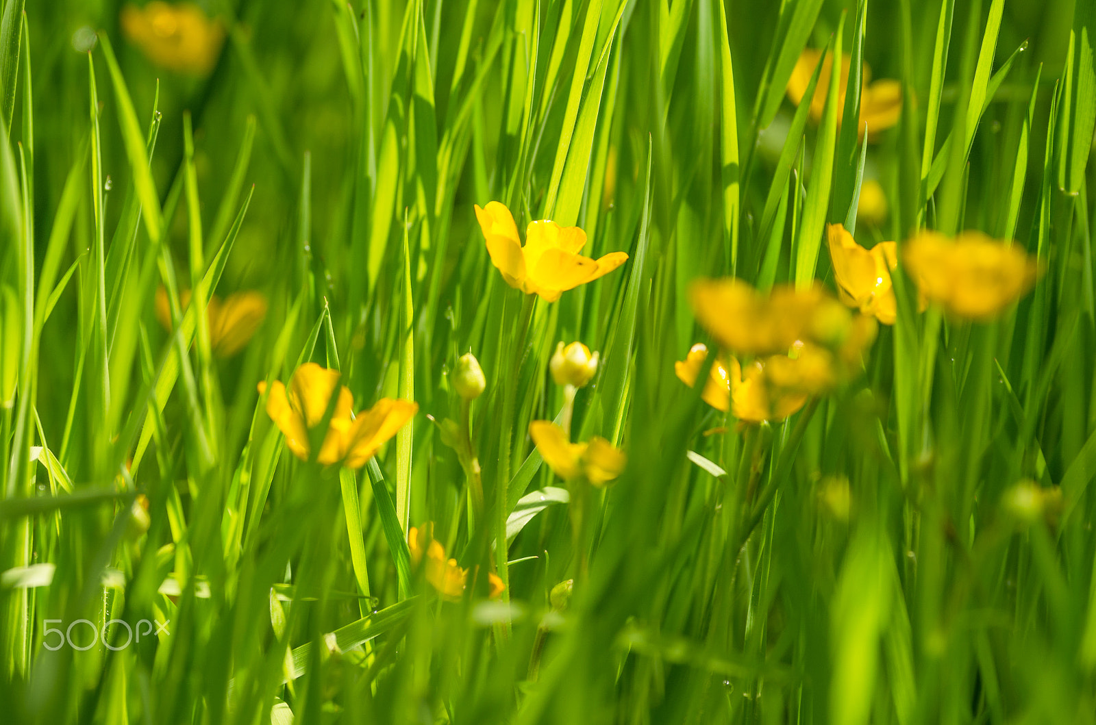 Pentax smc DA* 300mm F4.0 ED (IF) SDM sample photo. Buttercups photography