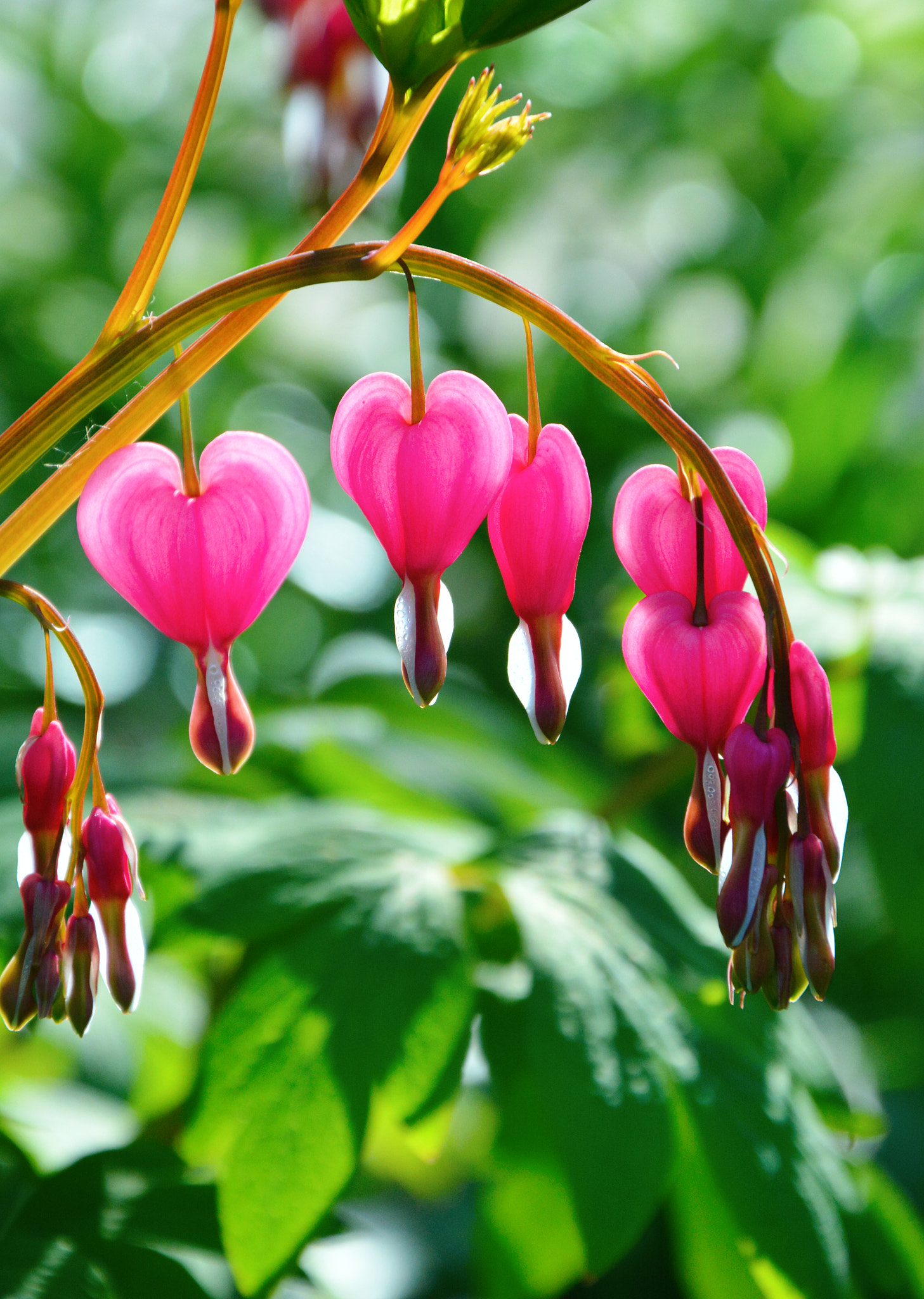 Nikon D7100 + Sigma 18-50mm F2.8 EX DC Macro sample photo. Pure nature love photography