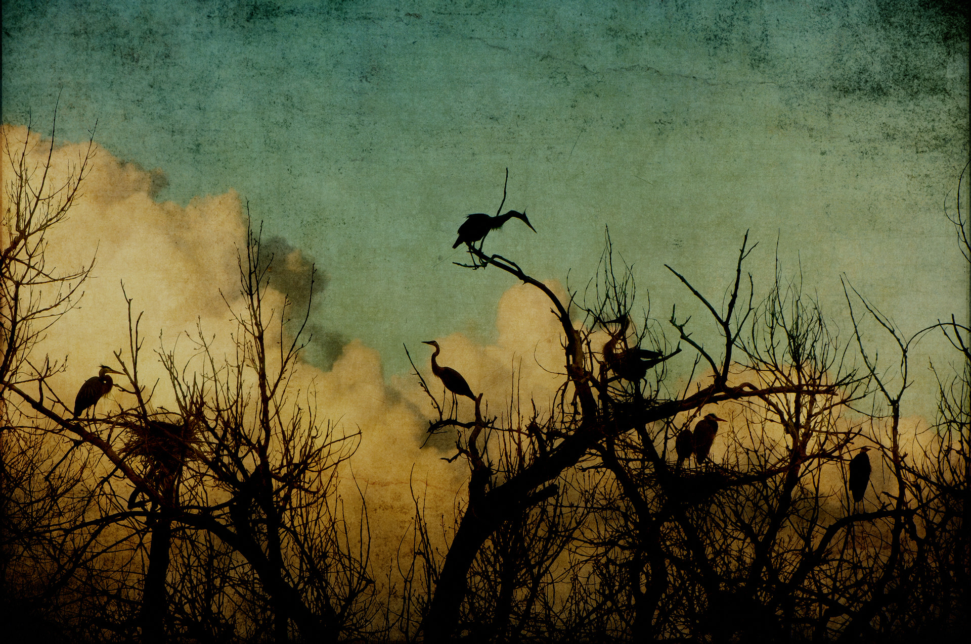 Nikon D2Xs sample photo. Nesting herons photography