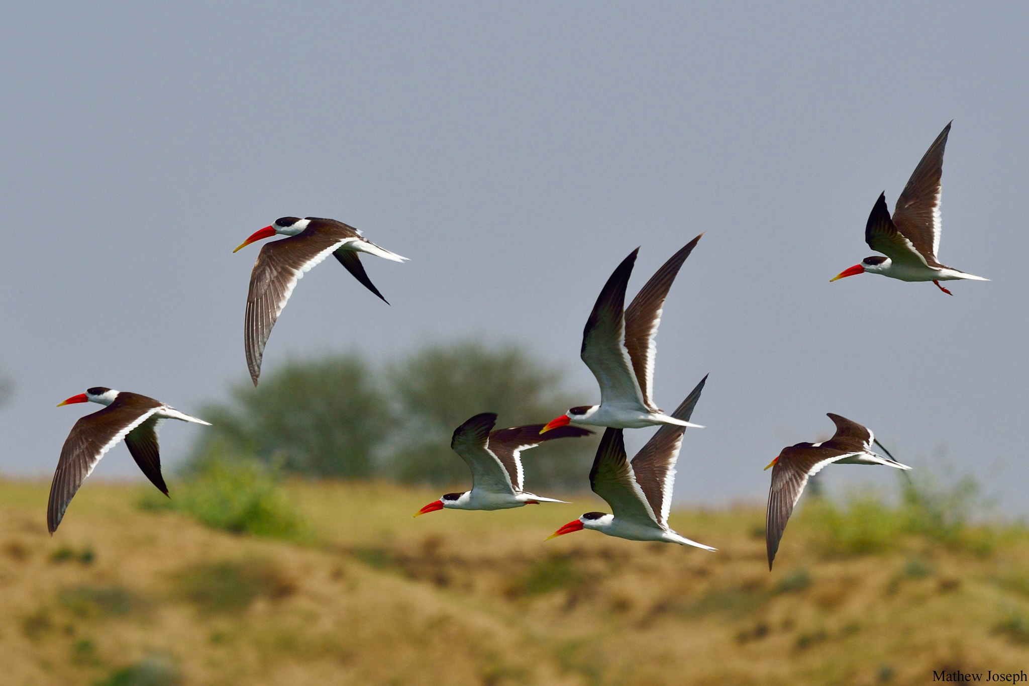 Nikon Nikkor AF-S 300mm F4E PF ED VR sample photo. Indian skimmers in flight photography