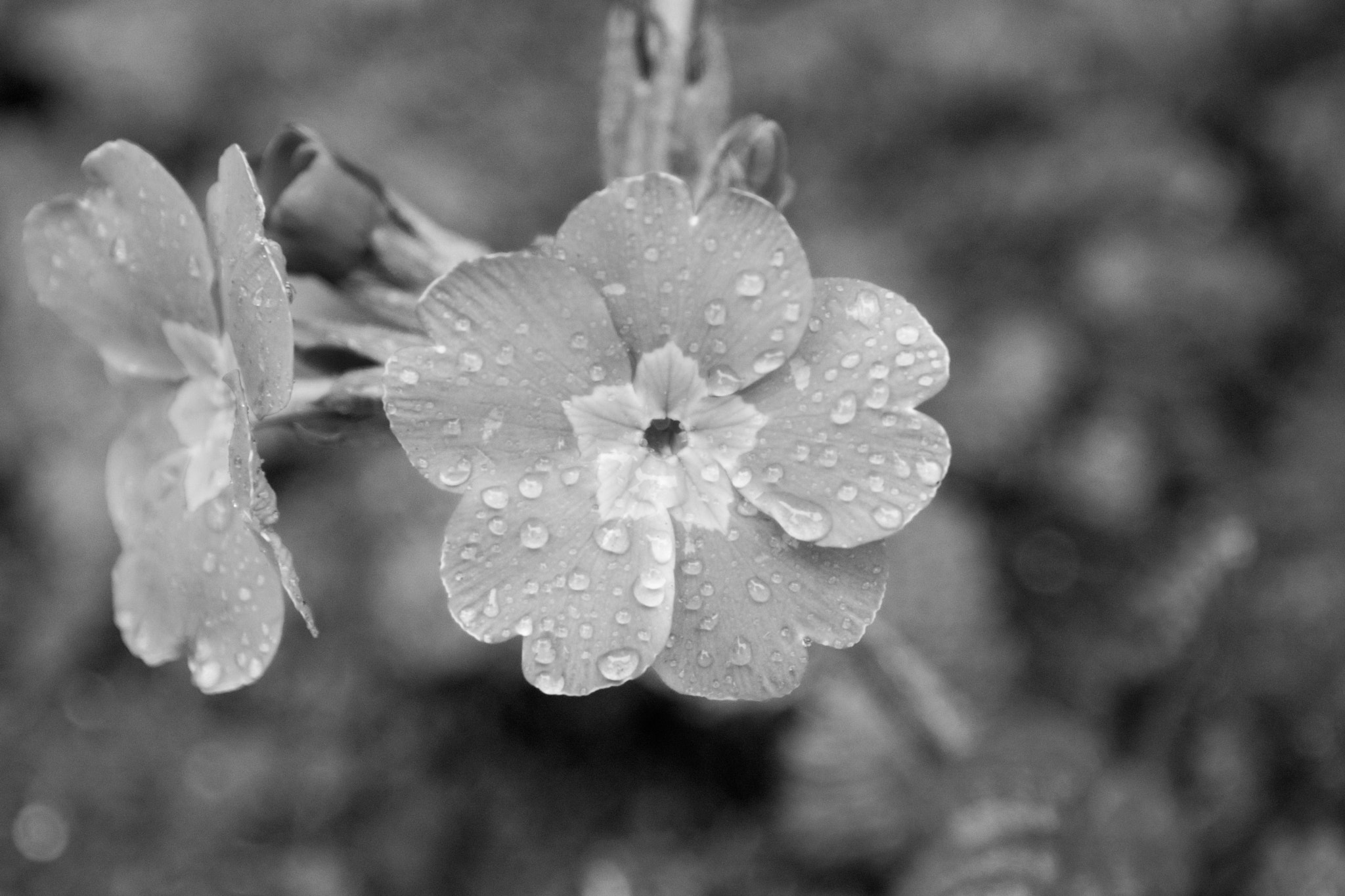 Nikon D5300 + Nikon AF-S Nikkor 28-300mm F3.5-5.6G ED VR sample photo. Dancing on music of rains photography