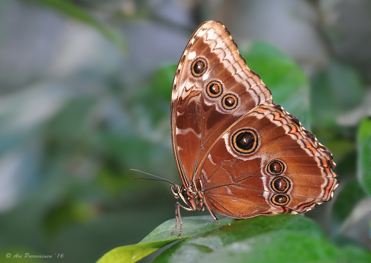 Sigma 150mm F2.8 EX DG OS Macro HSM sample photo. Tropical beauty photography