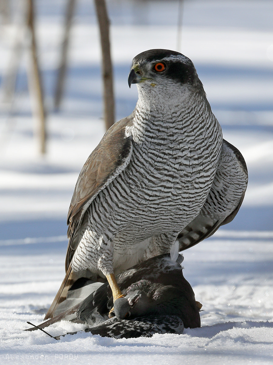 Canon EF 70-300mm F4-5.6L IS USM sample photo. Northern goshawk photography
