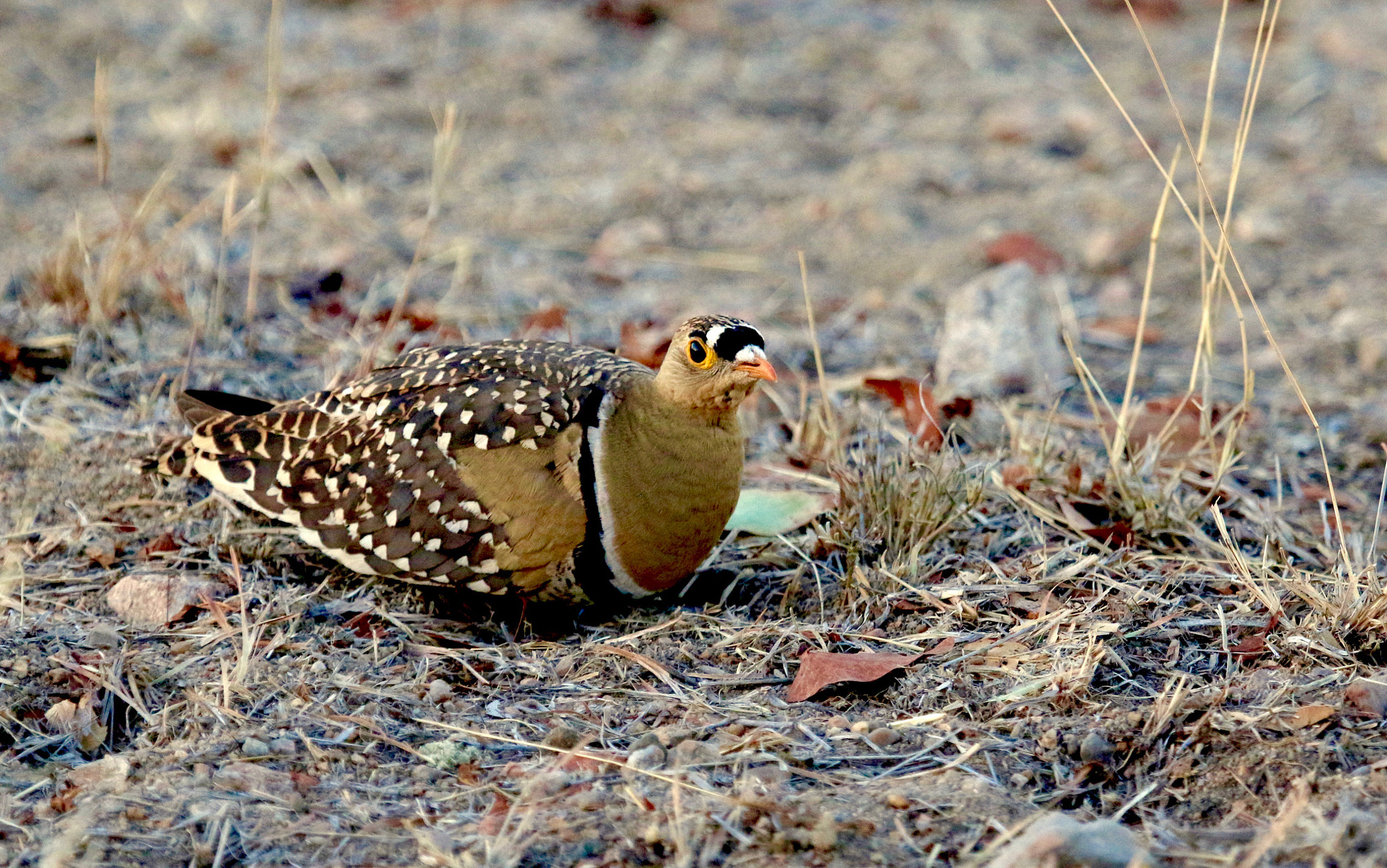 Canon EF 100-400mm F4.5-5.6L IS USM sample photo. Double-banded sandgrouse photography