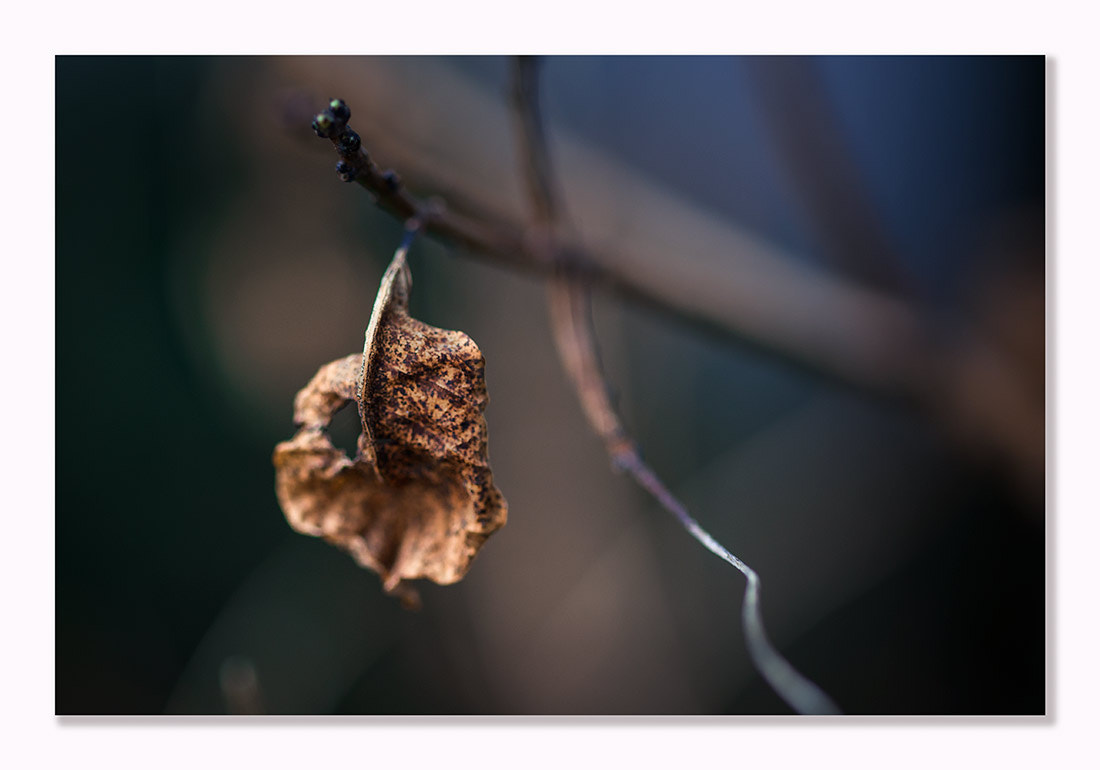 ZEISS Makro-Planar T* 100mm F2 sample photo. On the mountains photography