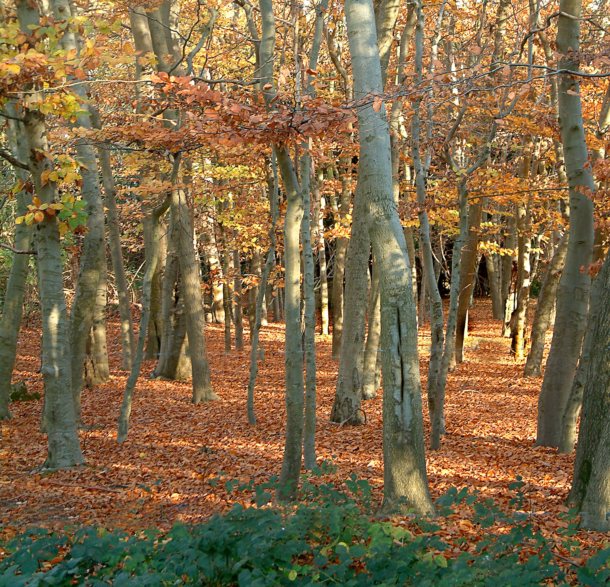 Fujifilm FinePix S602 ZOOM sample photo. Autumn woods photography