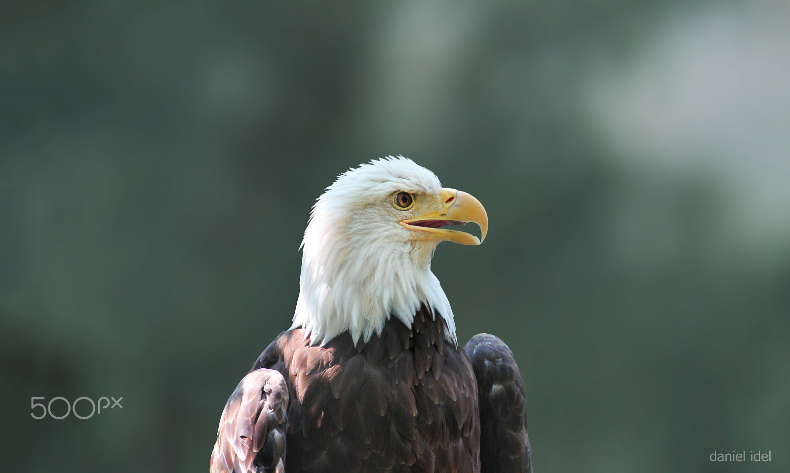 Canon EOS 500D (EOS Rebel T1i / EOS Kiss X3) + Canon EF 70-200mm F4L USM sample photo. Bald eagle photography