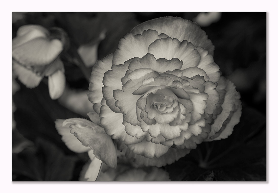 ZEISS Makro-Planar T* 100mm F2 sample photo. Flowers photography