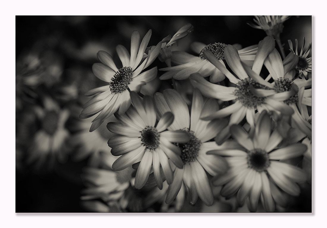 ZEISS Makro-Planar T* 100mm F2 sample photo. Flowers photography