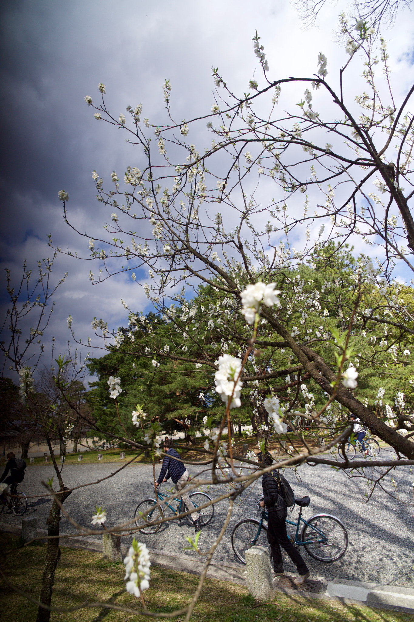 Sony Alpha NEX-7 + ZEISS Touit 12mm F2.8 sample photo. Early plum blossoms photography