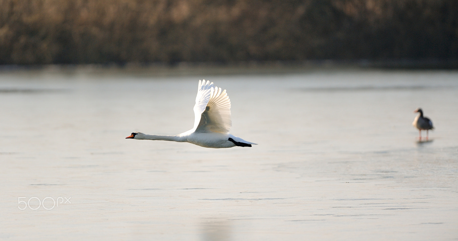 Nikon D700 + Nikon AF-S Nikkor 400mm F2.8G ED VR II sample photo. Swan in flight photography