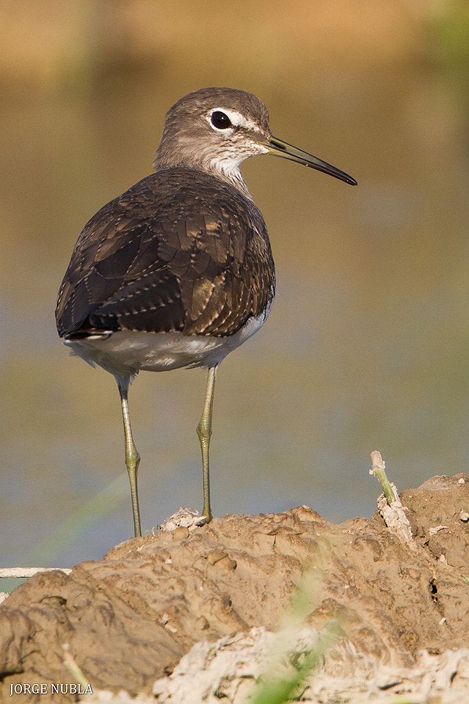 Canon EF 500mm F4L IS II USM sample photo. Andarríos grande (tringa ochropus). photography