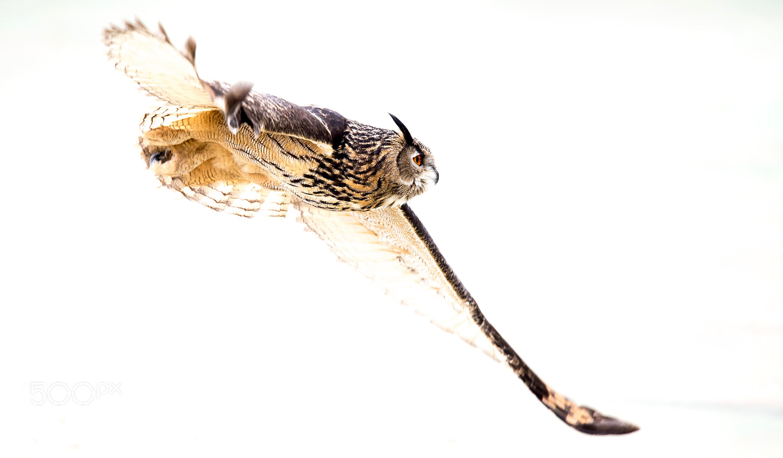 Nikon Nikkor AF-S 300mm F4E PF ED VR sample photo. Royal owl photography