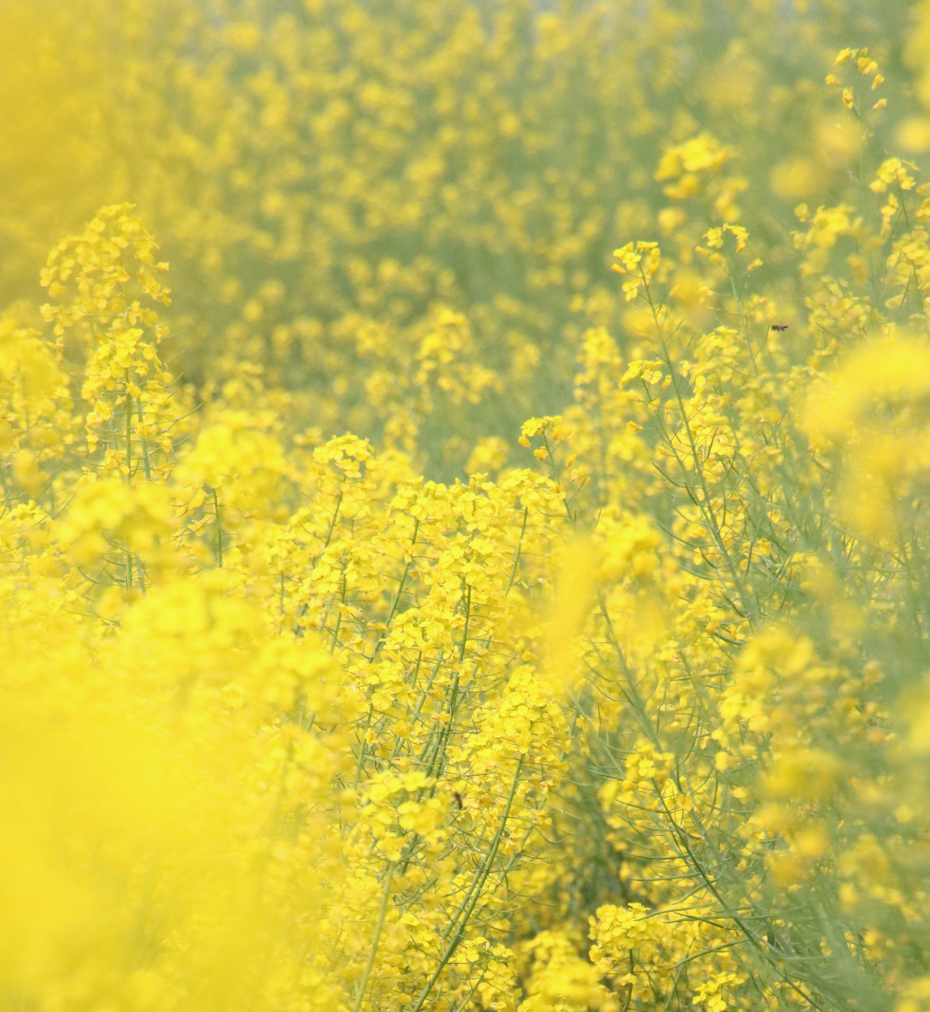 Canon 18-270mm sample photo. Spring photography