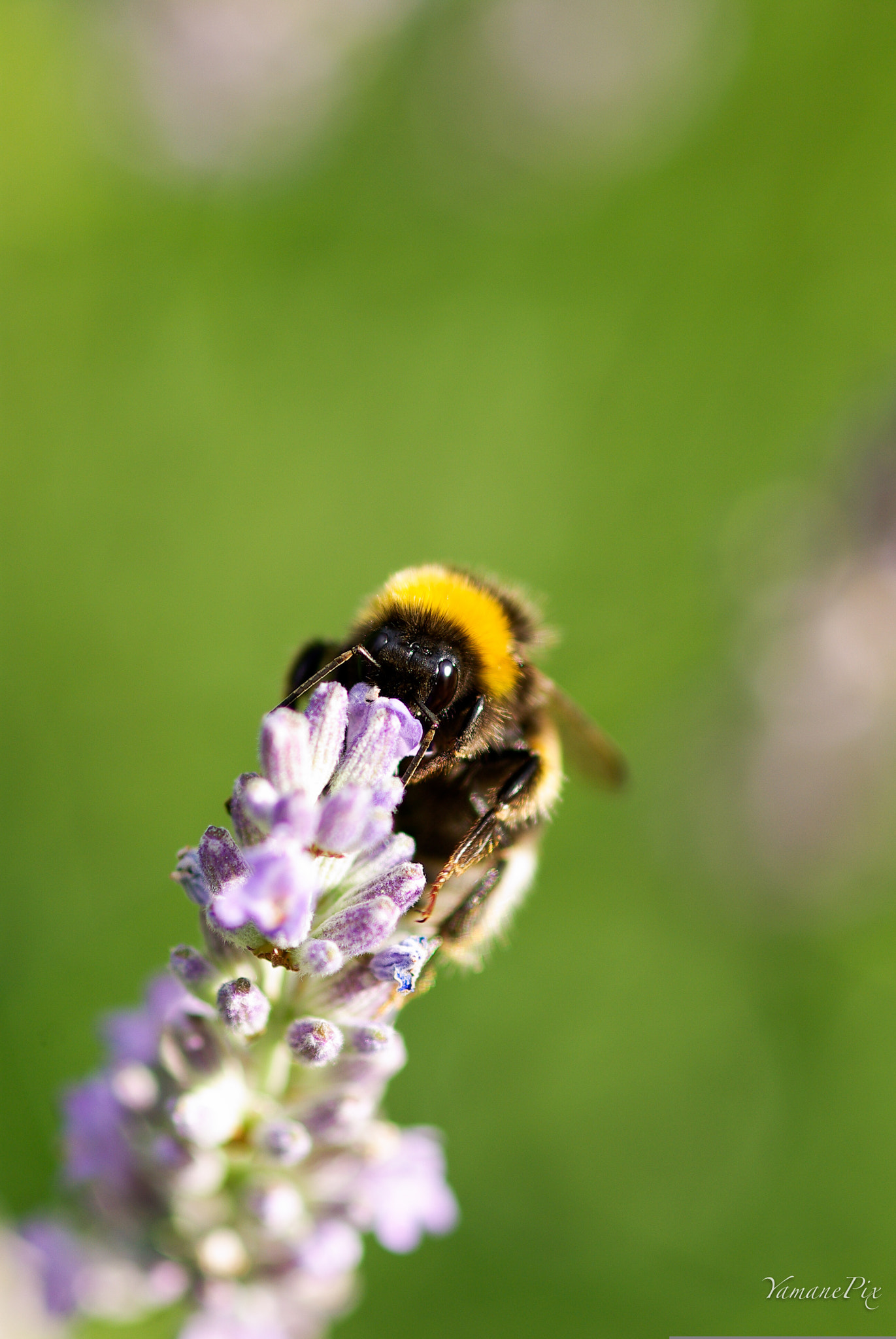 Pentax K10D + smc PENTAX-FA Macro 100mm F2.8 sample photo. Bzzzz photography