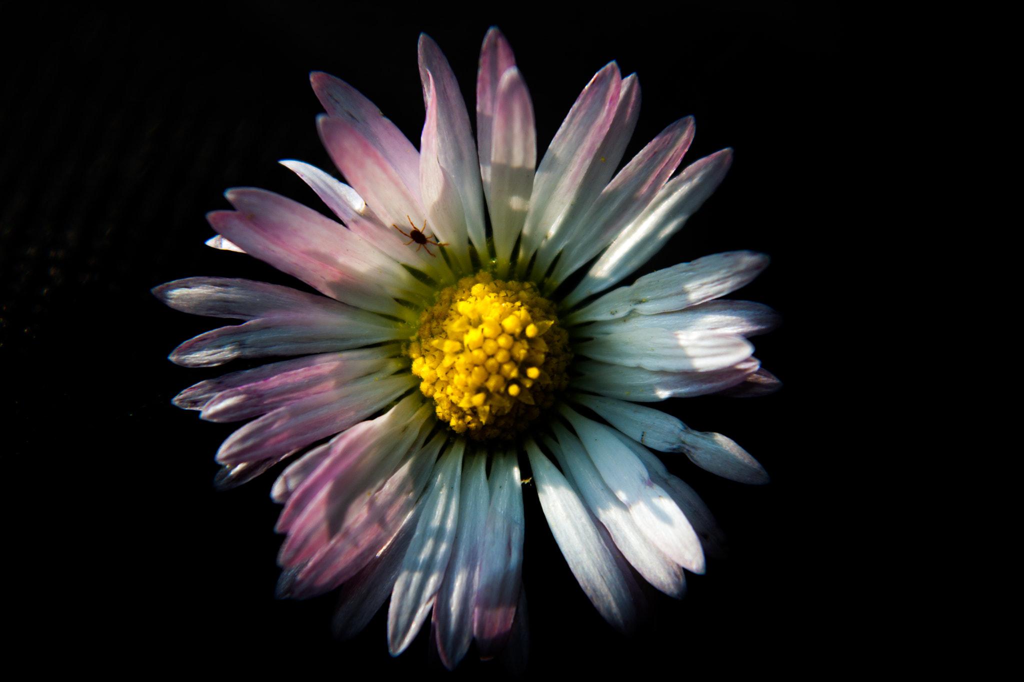Canon EF-S 18-55mm F3.5-5.6 III sample photo. Old daisy with a spider photography