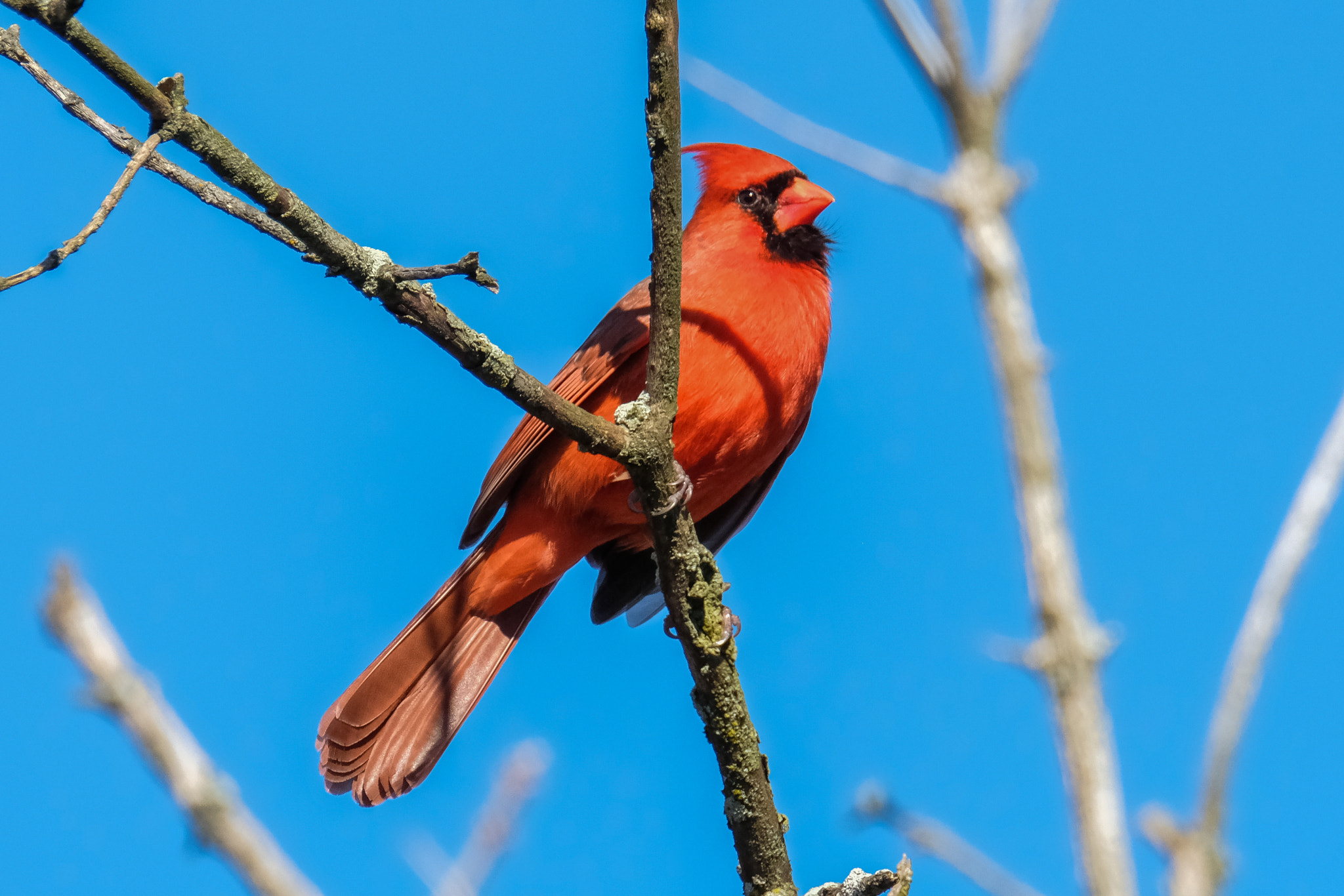 XF100-400mmF4.5-5.6 R LM OIS WR + 1.4x sample photo. Cardinal posing photography