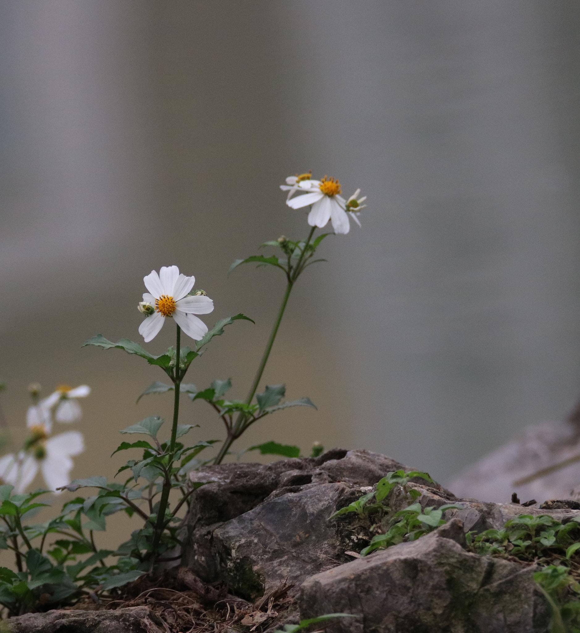 Canon EOS 750D (EOS Rebel T6i / EOS Kiss X8i) sample photo. Spring cool photography