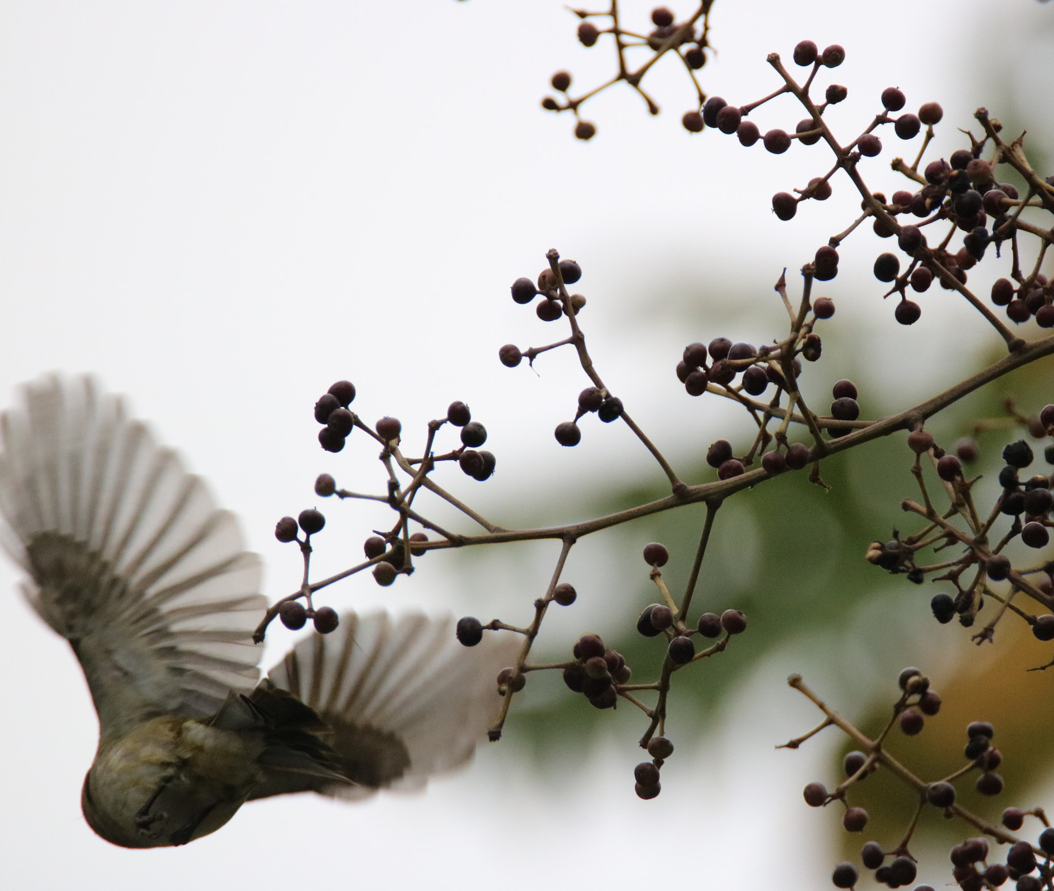 Canon EOS 750D (EOS Rebel T6i / EOS Kiss X8i) sample photo. Flying bird photography