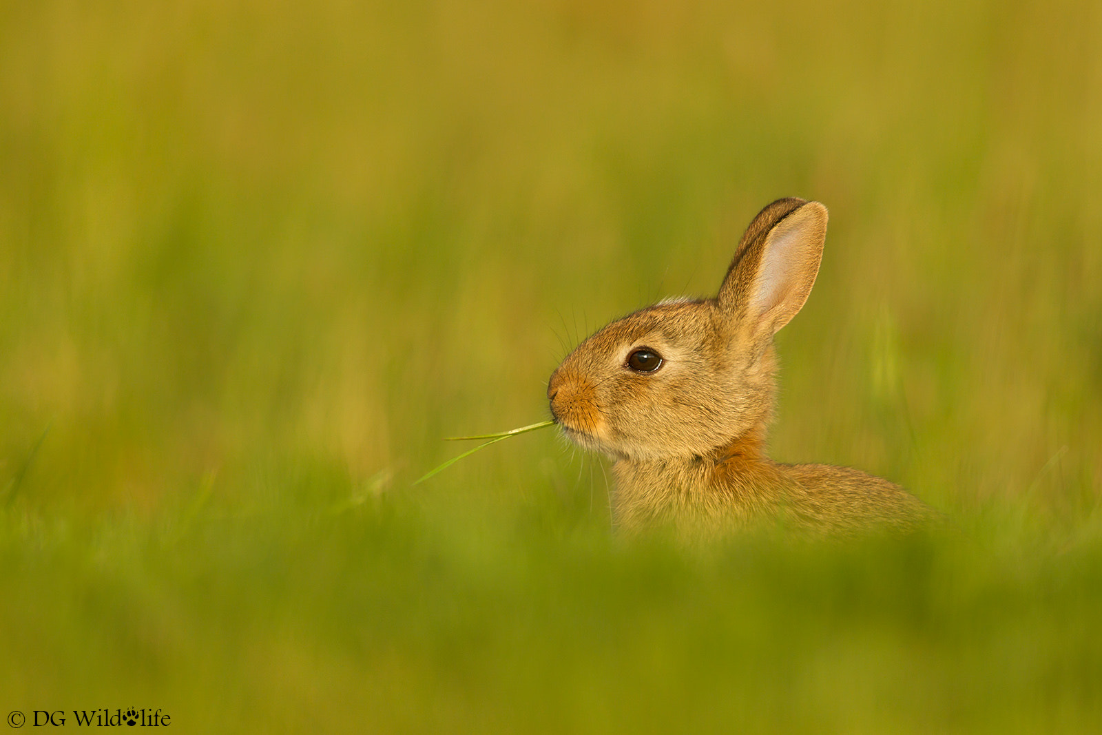 Canon EF 300mm F2.8L IS II USM sample photo. Baby rabbit photography