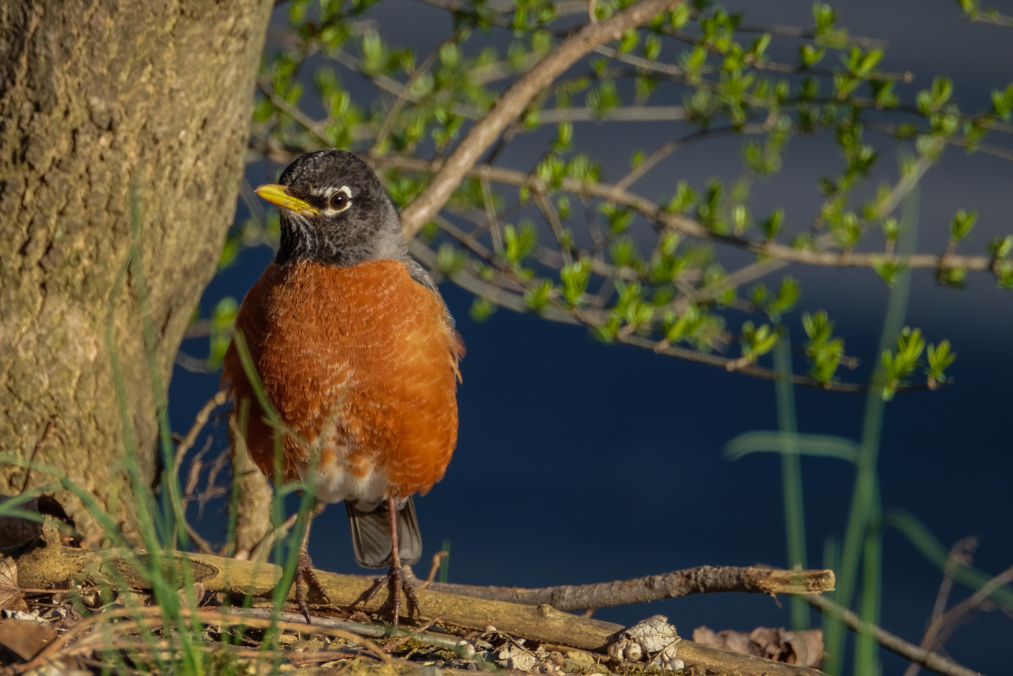 XF100-400mmF4.5-5.6 R LM OIS WR + 1.4x sample photo. American robin photography