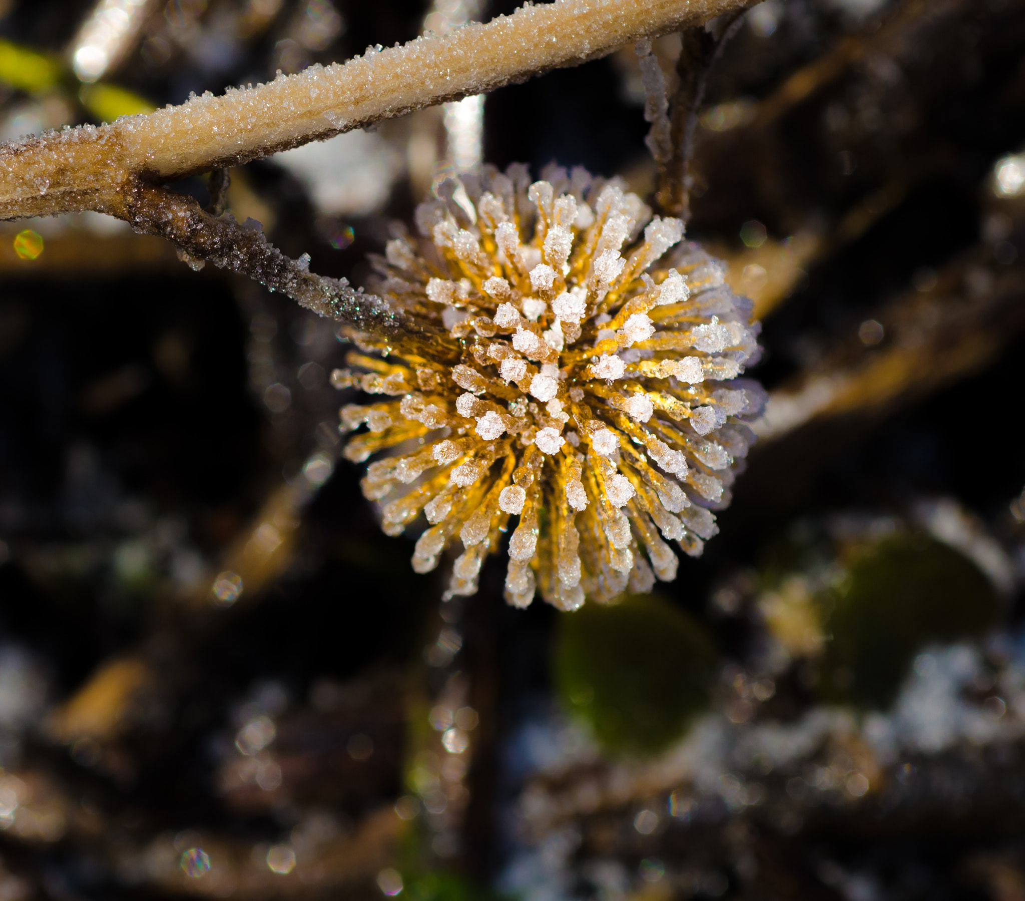 Nikon D7000 + AF Micro-Nikkor 60mm f/2.8 sample photo. Frosty weed photography